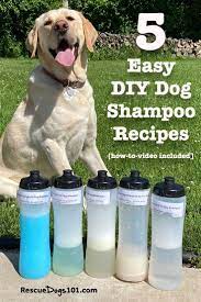 5 domowych szamponów dla psów: Najlepsze przepisy DIY do wypróbowania