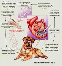 Jakie są przyczyny nicieni sercowych u psów?