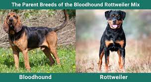 Rzeczy, które warto wiedzieć, posiadając Bloodhound Rottweiler Mix: