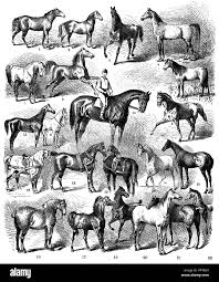 17 francuskich ras koni (ze zdjęciami) 