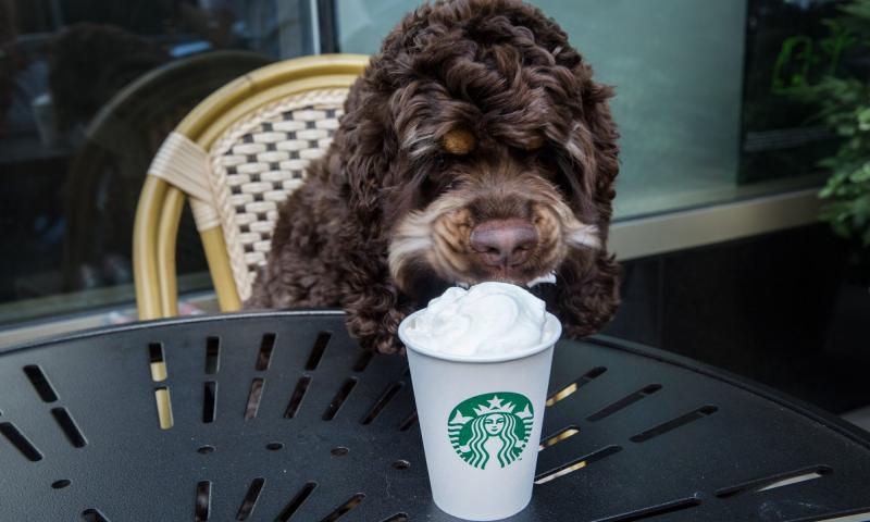 Czy do kawiarni Starbucks można wejść z psem?