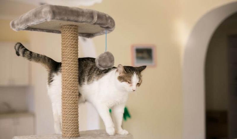 Dlaczego koty lubią wysokie miejsca? 4 zatwierdzone przez weterynarza powody
