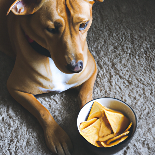 Czy karma dla psów traci ważność?