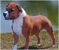 Charakterystyka irlandzkiego staffordshire bull teriera