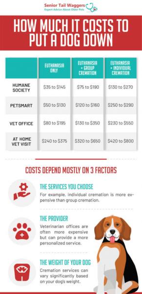 Eutanazja psa: Ile kosztuje uśpienie psa? Przewodnik cenowy 2024