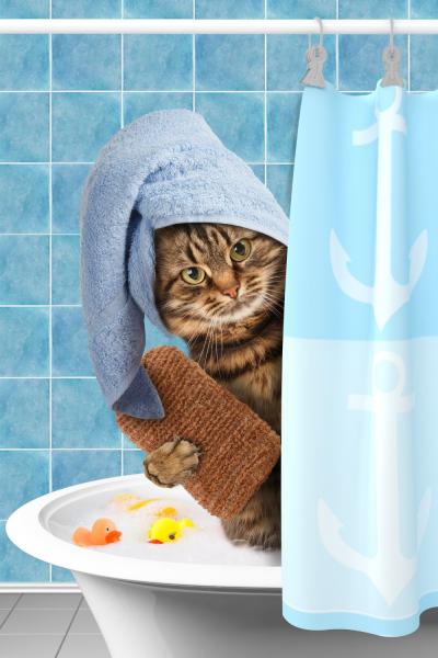 Czy można stosować szampon dla psów u kotów? Fakty i najczęściej zadawane pytania