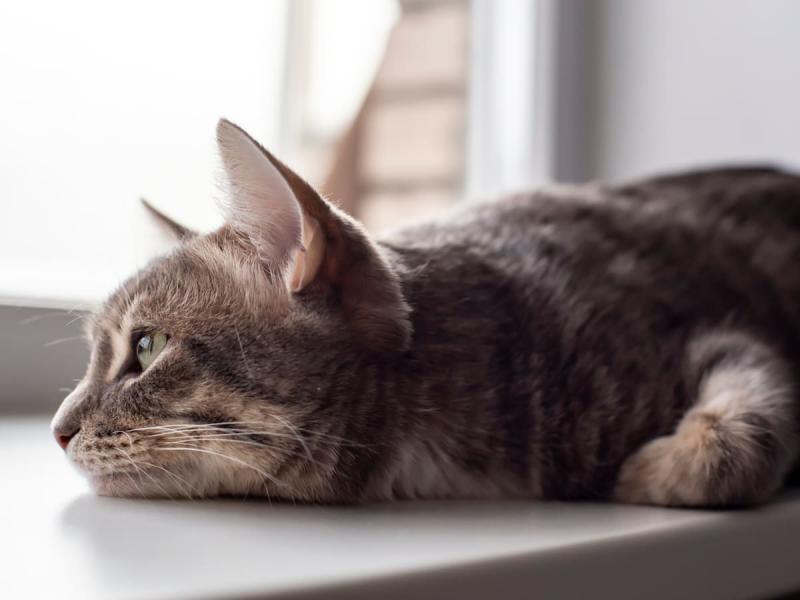Czy mój kot jest smutny lub przygnębiony? 8 zatwierdzonych przez weterynarza objawów, których należy szukać