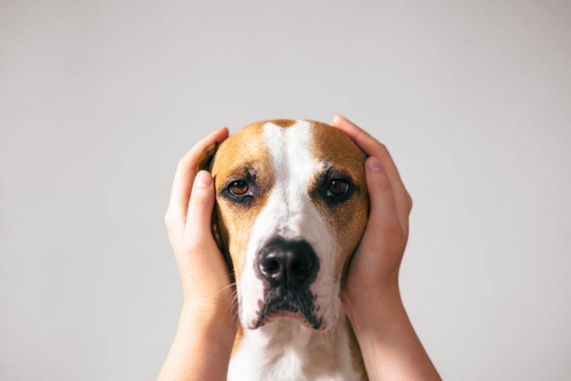 Jak sprawdzić, czy mój pies jest głuchy: 7 objawów sprawdzonych przez weterynarza