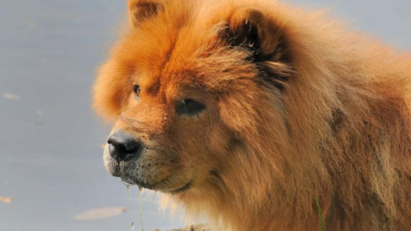 1. mastif tybetański