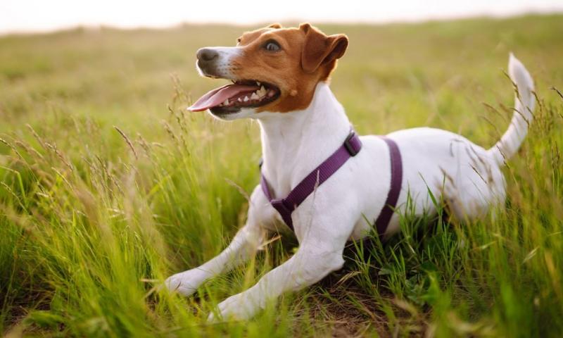 Rasa Jack Russell Terrier: informacje, zdjęcia, pielęgnacja i więcej