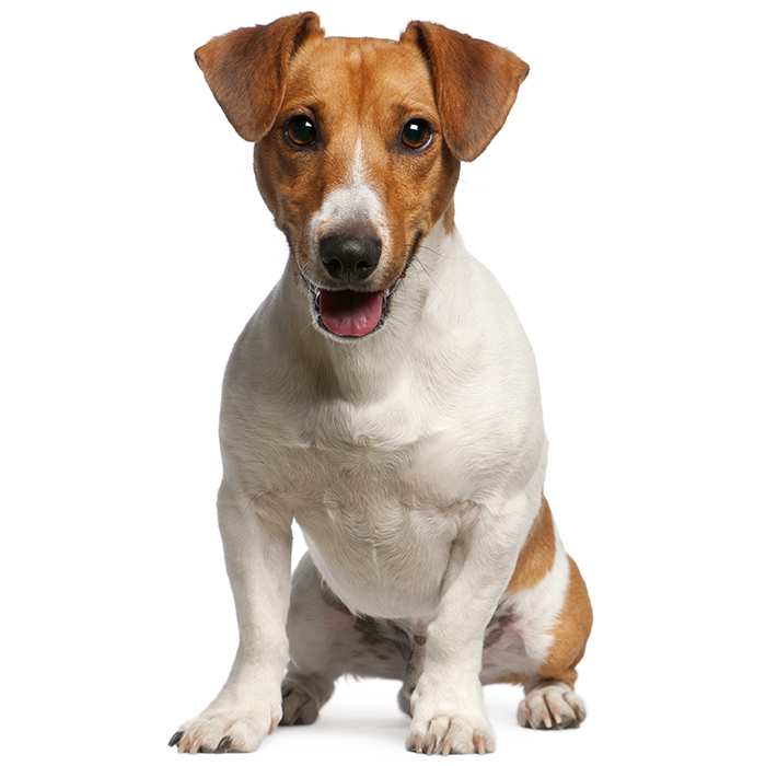 Szczenięta rasy Jack Rat Terrier