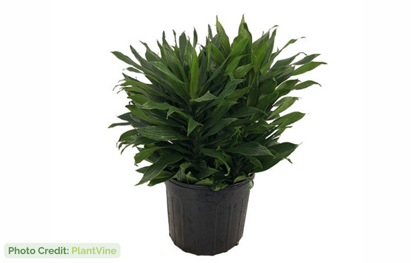 9. Filodendron