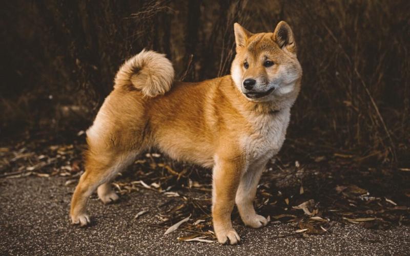 11 japońskich ras psów (ze zdjęciami i faktami)