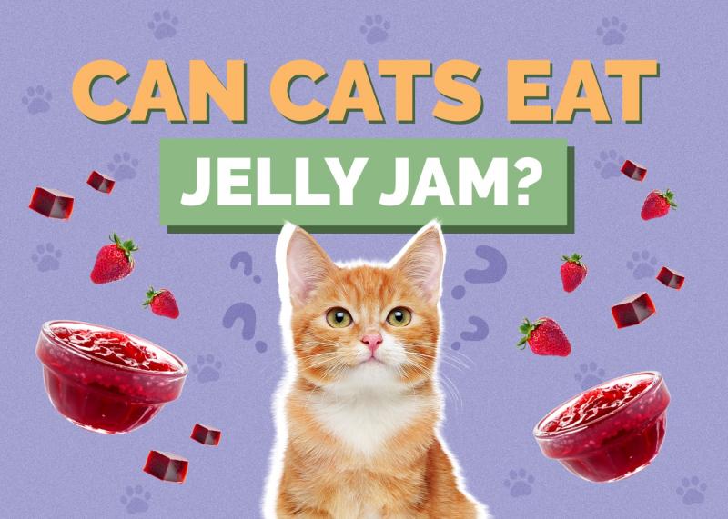 Czy koty mogą jeść truskawki? Fakty i najczęściej zadawane pytania