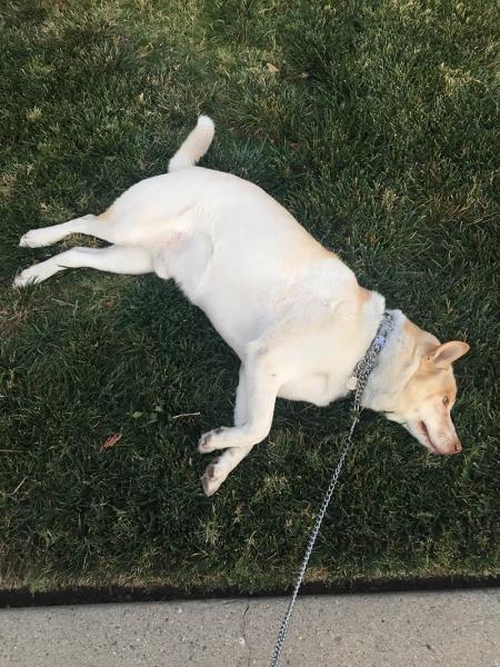 Szczenięta rasy Jindo Husky Mix