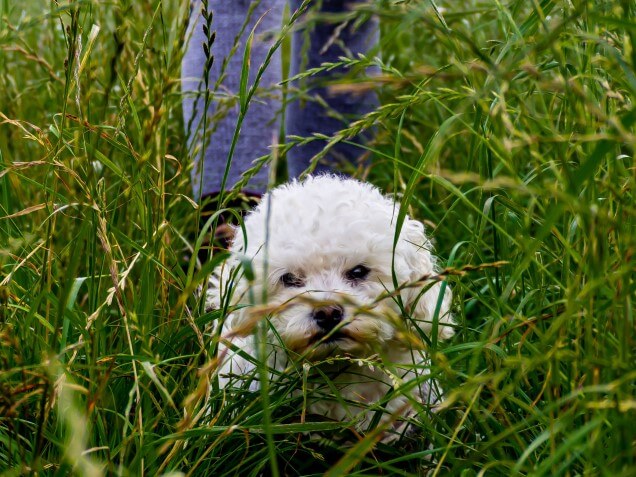 Ile ćwiczeń potrzebuje Bichon Frise? Porady weterynarza