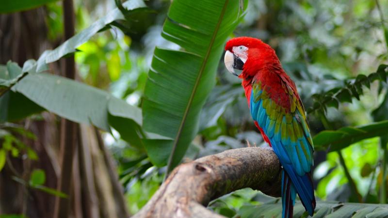 11 mitów i błędnych przekonań na temat papug