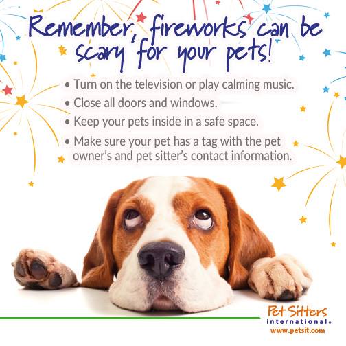 Bezpieczeństwo psów 4 lipca: 11 pomocnych wskazówek na wakacje