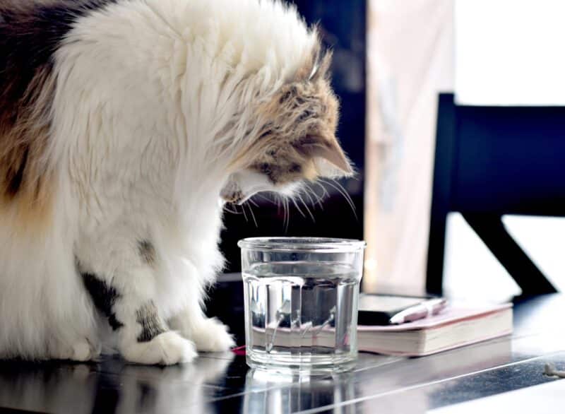 Dlaczego mój kot nie pije wody? 4 prawdopodobne przyczyny