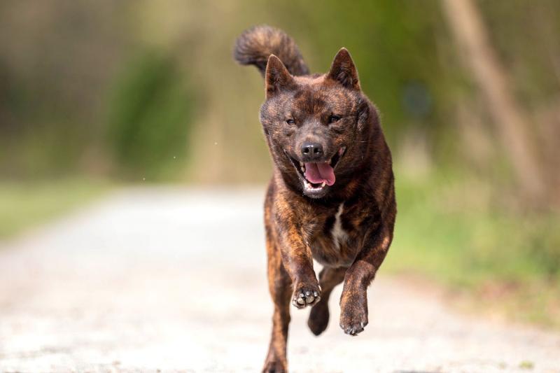 Przewodnik po rasie psów Kai Ken: Informacje, zdjęcia, pielęgnacja i więcej