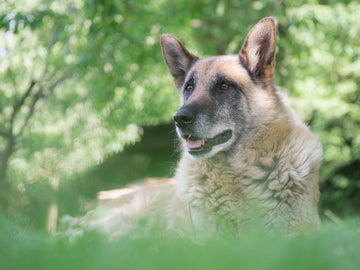 8 korzyści z adopcji psa seniora: Powody i porady dotyczące opieki