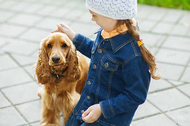 Jak dobry jest cocker spaniel w kontaktach z dziećmi? Fakty i najczęściej zadawane pytania