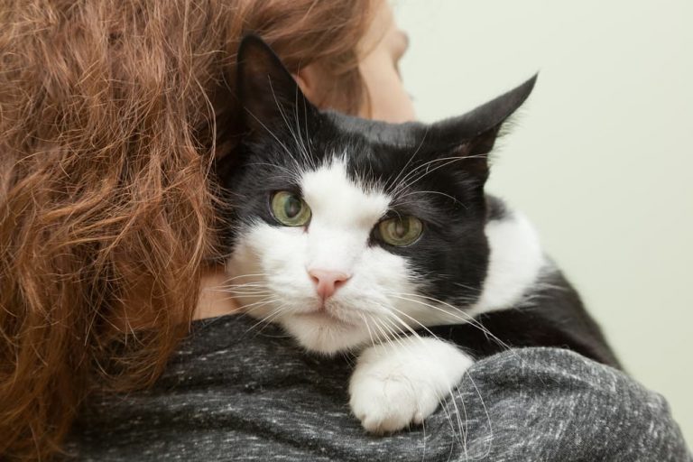 Kamienie nerkowe u kotów: Objawy, przyczyny i opieka (Odpowiedź weterynarza)