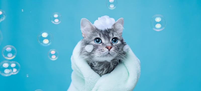 Koty, które wymagają tylko okazjonalnego czyszczenia