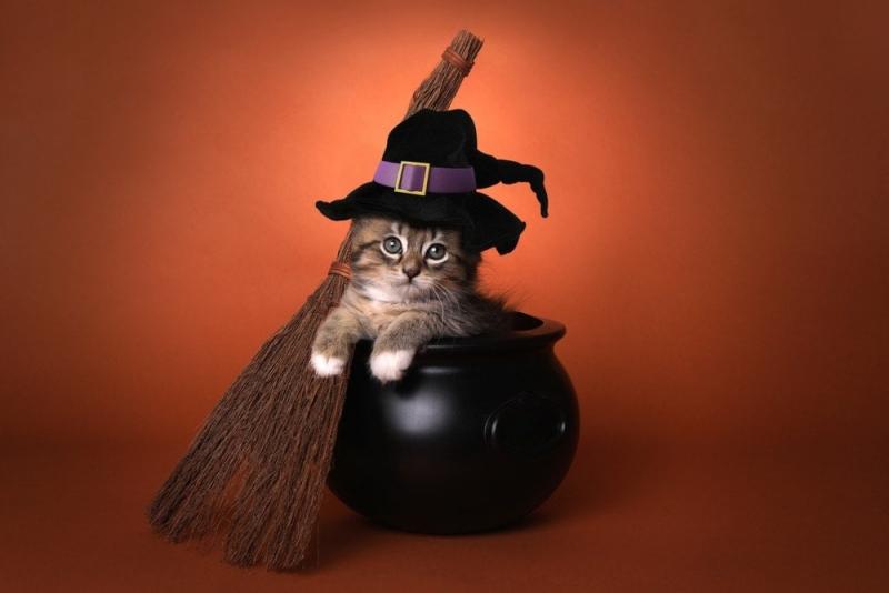11 niesamowitych kostiumów DIY na Halloween dla kotów, które możesz wykonać już dziś (ze zdjęciami)
