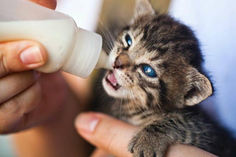 Czy koty mogą pić kozie mleko? Sprawdzone przez weterynarza fakty i przewodnik bezpieczeństwa