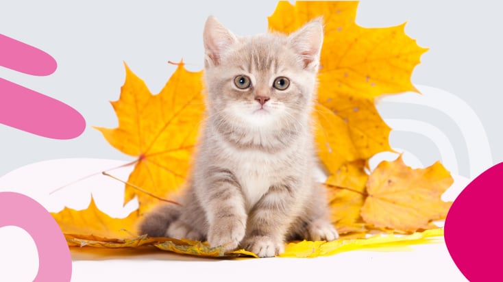 12 wskazówek dotyczących bezpieczeństwa kotów w Święto Dziękczynienia (Przewodnik 2024)