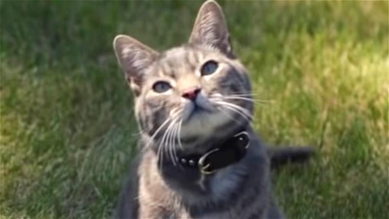 Czy Walter to kot prawdziwy czy CGI?