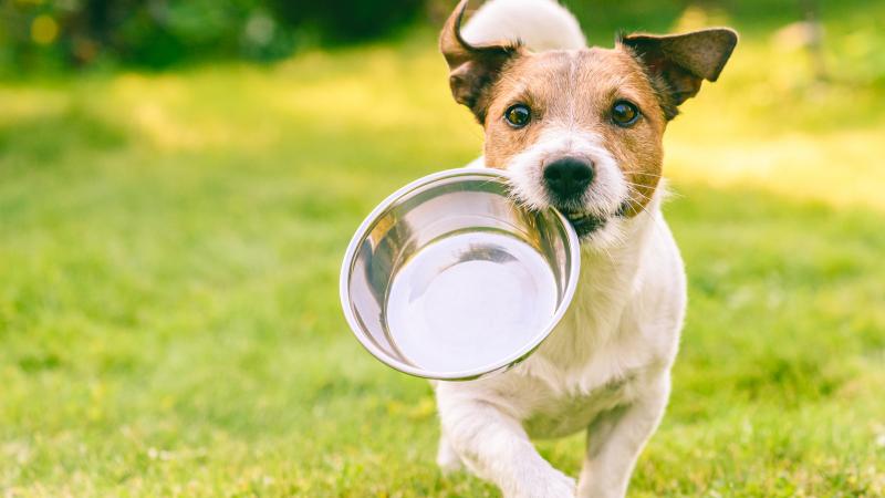 Jak myć miski na karmę i wodę dla psów