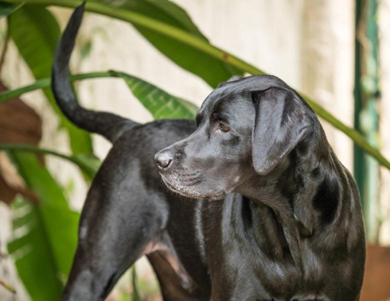 Charakterystyka Lab Pointer Mix