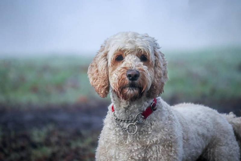 Rasa Petite Labradoodle: zdjęcia, temperament i cechy charakterystyczne