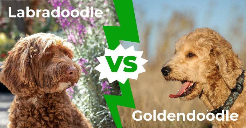 Labradoodle vs Goldendoodle: Różnice (ze zdjęciami)