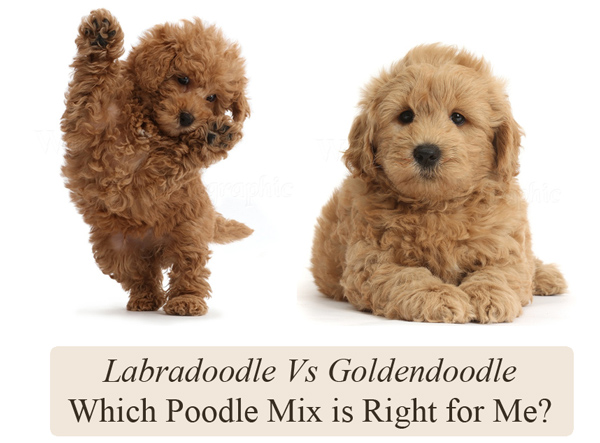 Mini Goldendoodle: