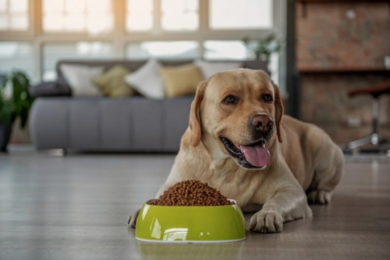 Czy wysokobiałkowa karma dla psów może powodować biegunkę? Fakty zatwierdzone przez weterynarza i często zadawane pytania