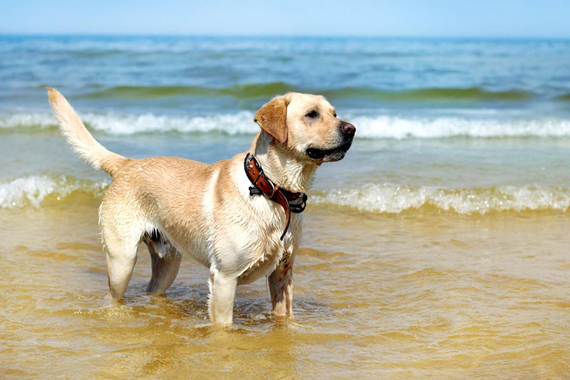 Witamy w Rhode Island, nadmorskim raju zarówno dla ludzi, jak i ich futrzanych przyjaciół! Jeśli planujesz wypad na plażę ze swoim ukochanym psim towarzyszem, masz szczęście. Rhode Island oferuje wiele wspaniałych plaż przyjaznych psom, na których Ty i Twój pupil możecie cieszyć się słońcem, piaskiem i surfingiem.