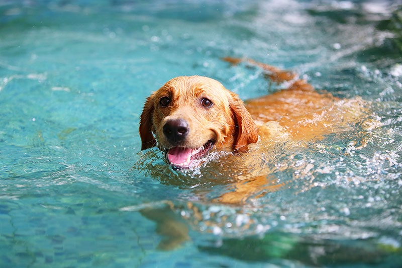 Czy niektóre psy mogą pływać w kamizelce ratunkowej?