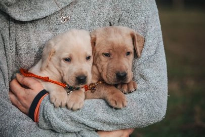 1. Hodowcy labradorów retrieverów blisko mnie