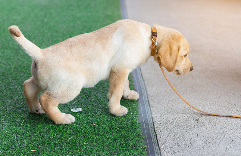 Jak przyzwyczaić psa do korzystania z podkładek na trawę: 8 wskazówek zatwierdzonych przez weterynarza