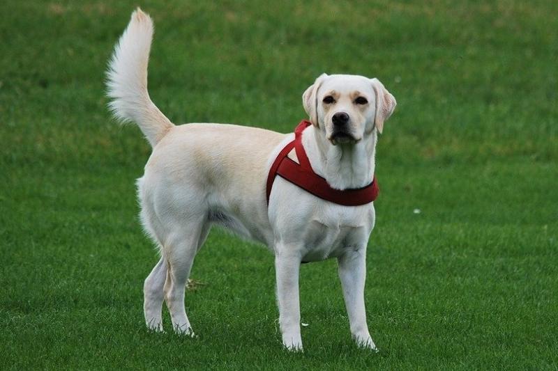 1. Labrador Retriever