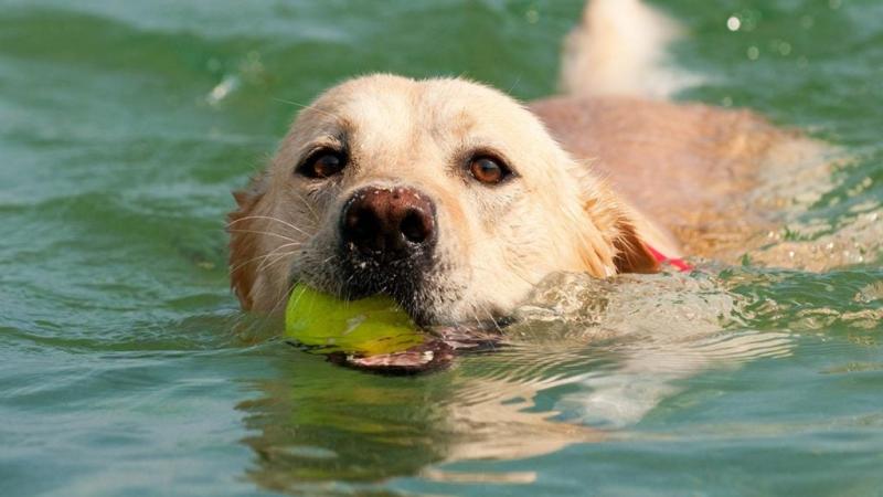 3. Przyzwyczaj psa do wody na łapach: