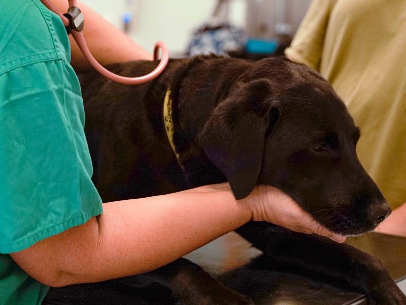 Czy pies może mieć PTSD? Zatwierdzone przez weterynarzy przyczyny, objawy i opieka