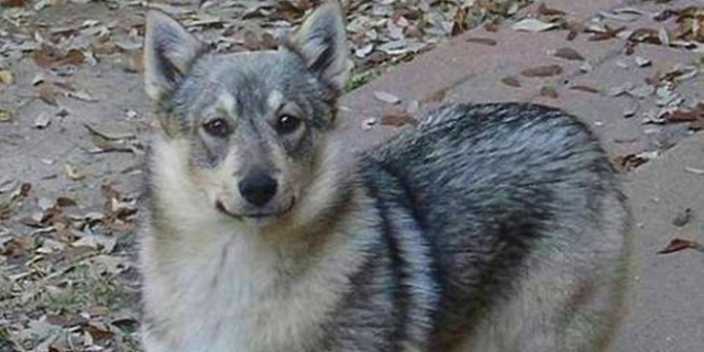Czy szwedzki Vallhund to dobre zwierzę domowe?