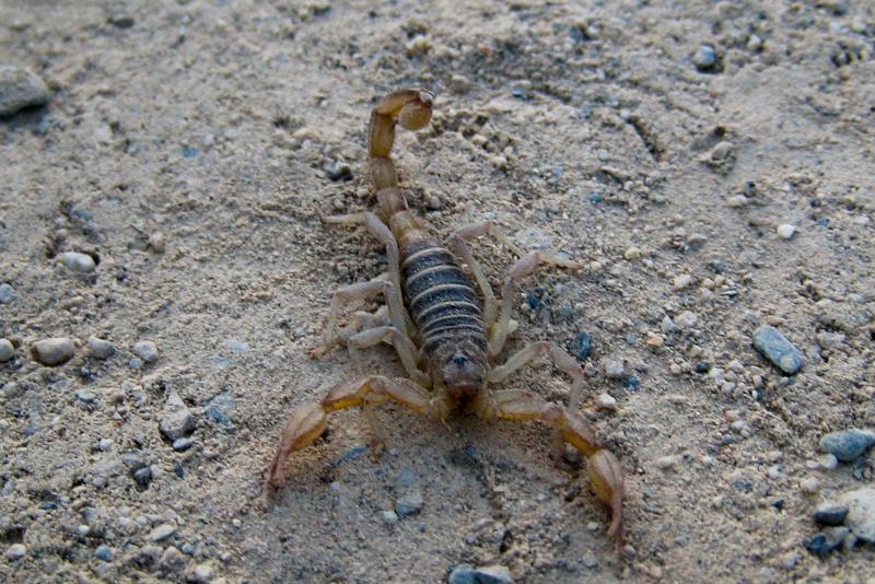 4 skorpiony znalezione w Las Vegas
