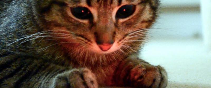 Dlaczego koty kochają lasery? Powody, zalety i wady (odpowiedź weterynarza)