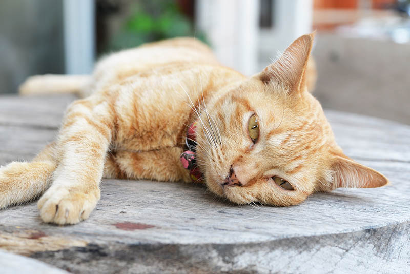Jakie są objawy refluksu i niestrawności u kotów?