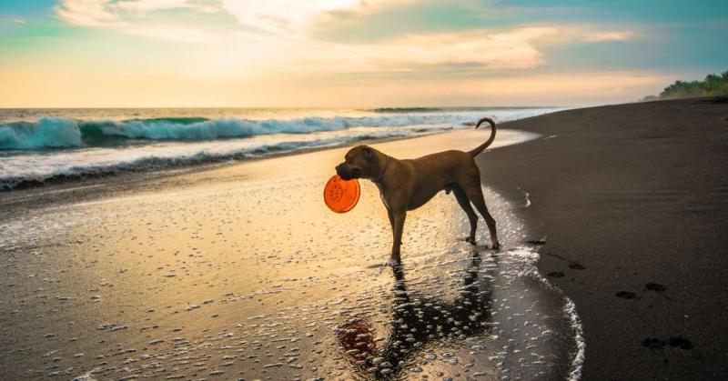 Jeśli planujesz podróż do St. Augustine na Florydzie ze swoim czworonożnym przyjacielem, z przyjemnością dowiesz się, że w okolicy znajduje się wiele plaż przyjaznych psom. Plaże te oferują doskonałą okazję, aby pozwolić psu biegać, pływać i bawić się w piasku do woli. Poniżej przygotowaliśmy listę 10 najlepszych plaż przyjaznych psom w St. Augustine, które możesz odwiedzić już dziś.